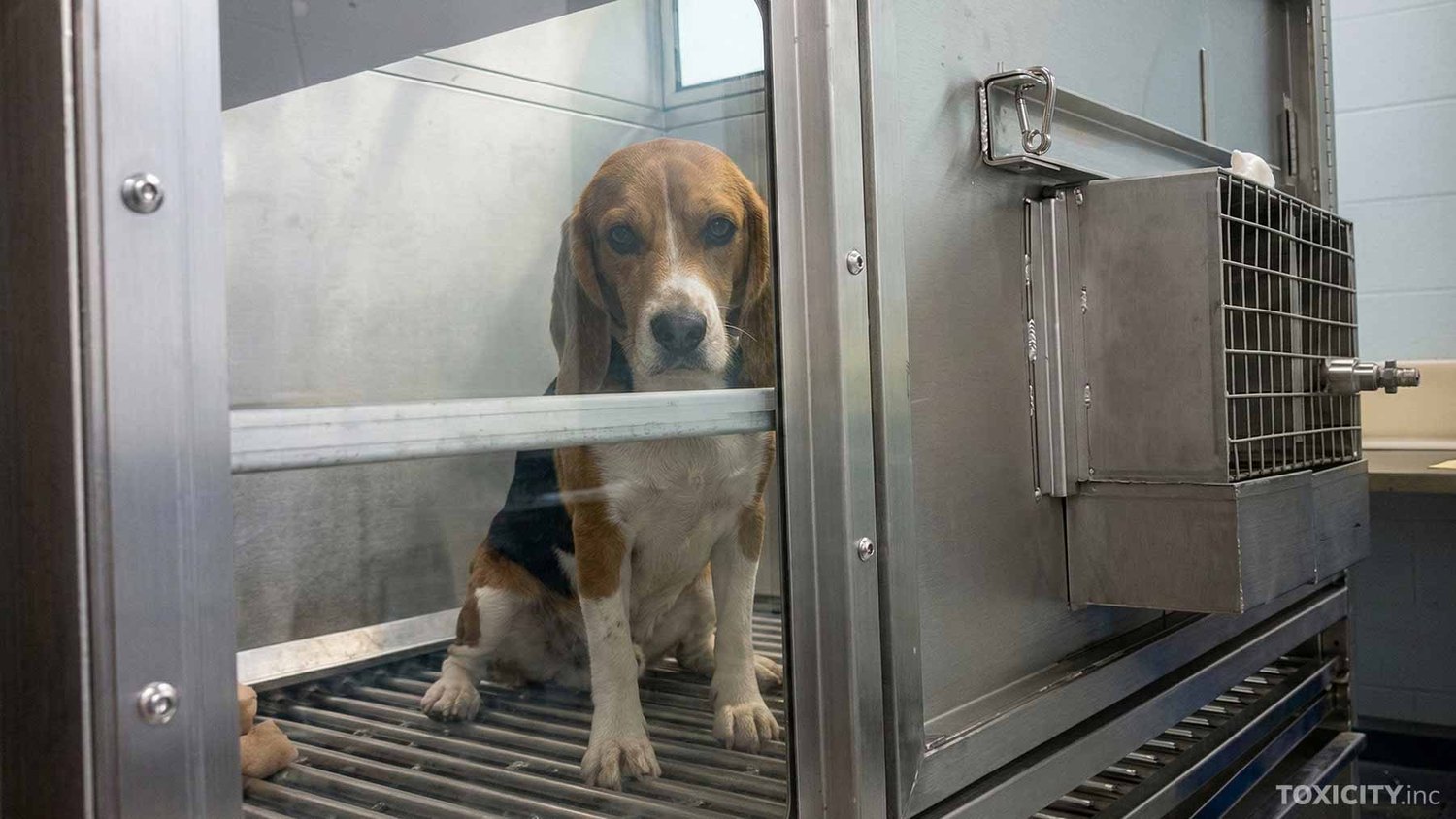 Beagle inside a laboratory testing chamber.