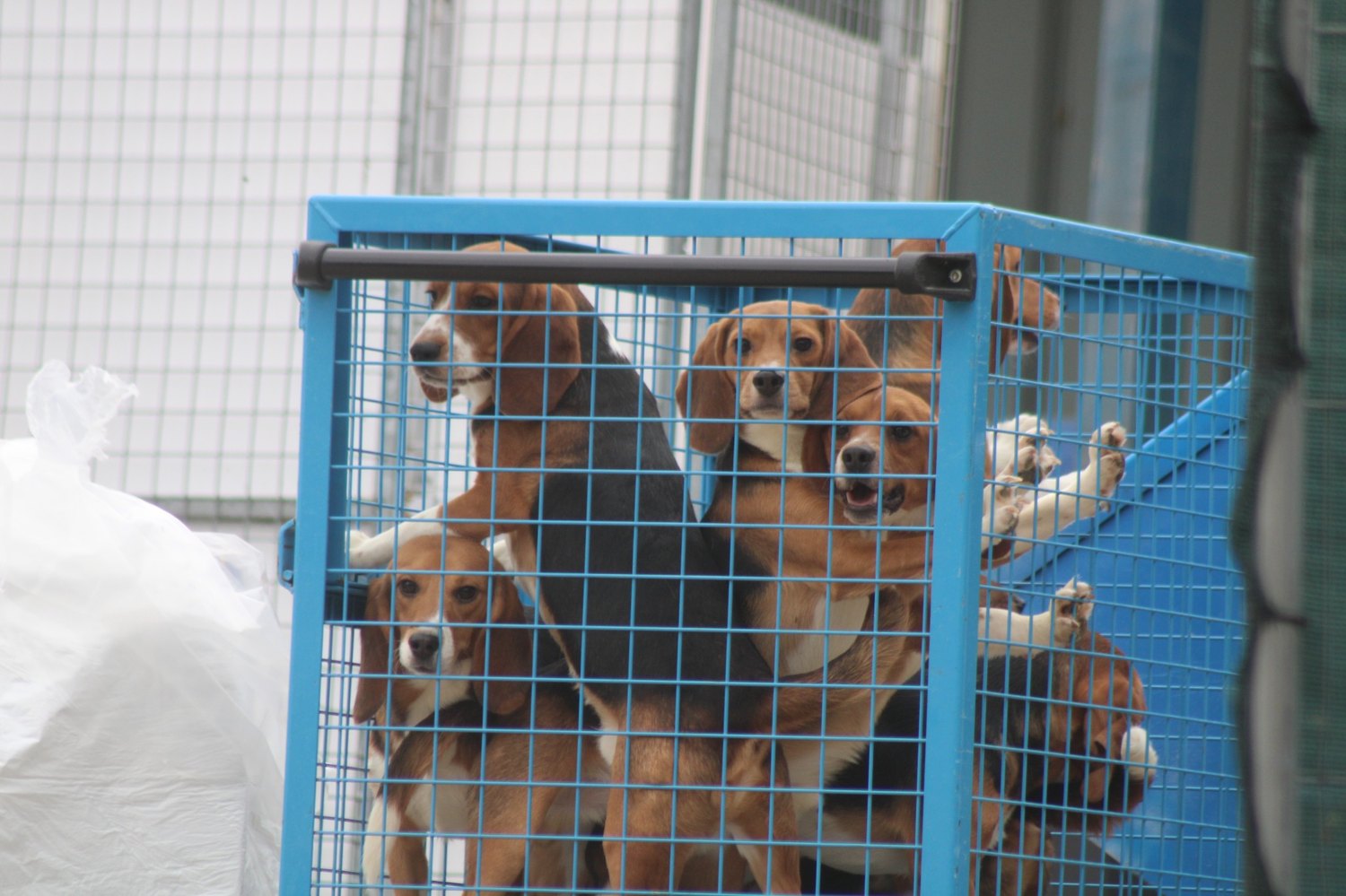 Several beagles in a blue transport crate.