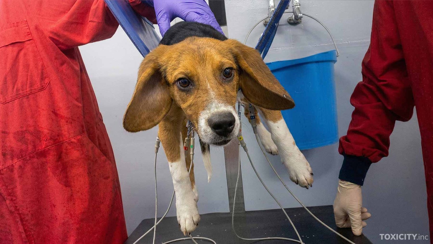 Beagle in a laboratory setting being held in a sling with monitoring wires attached.